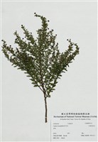 藏品(細葉雪茄花)的圖片